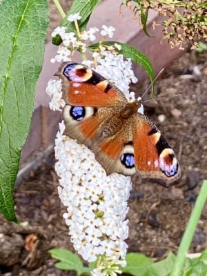 Tagpfauenauge im Insektenland von Wildbienenglück
