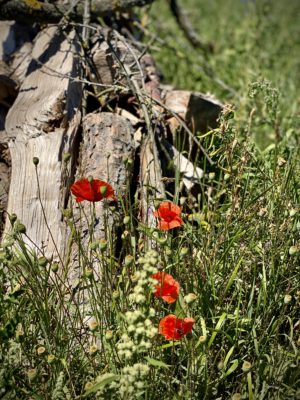 Klatschmohn im Insektenland
