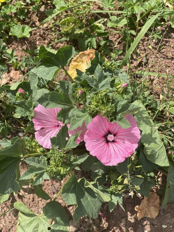 Malve im Insektenland