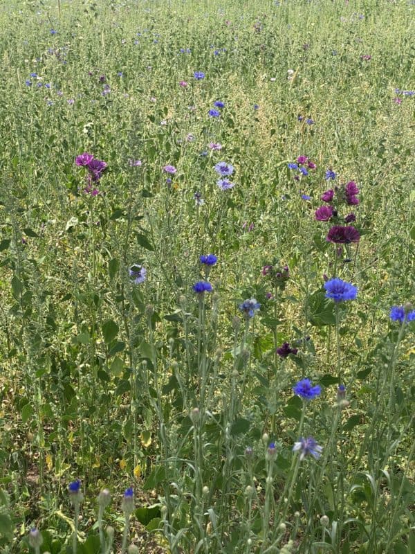 Insektenland Langenzenn