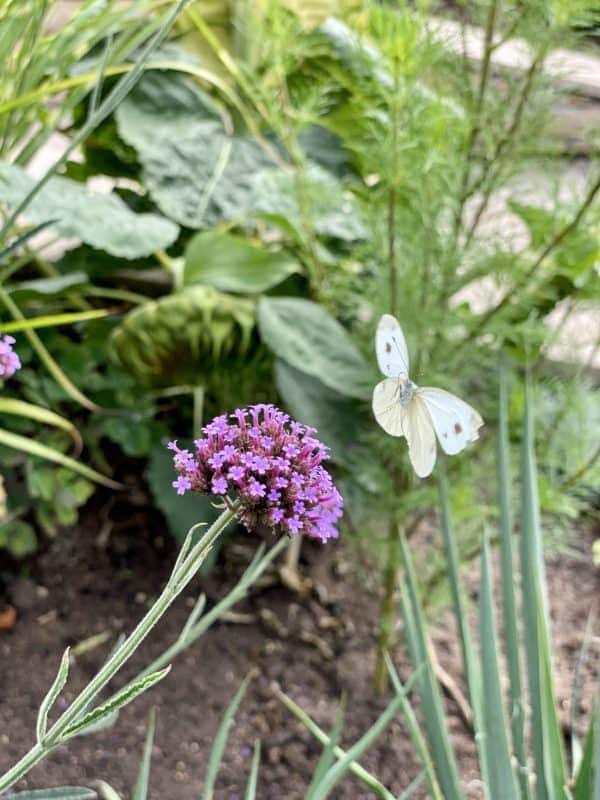 Eisenkraut - Eine Insektenfreundliche Staude 2 IMG 1897