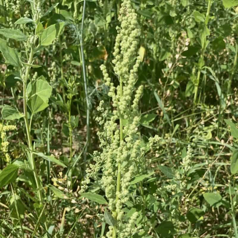 Ackermelde Im Langenzenner Insektenland 2 IMG 2283