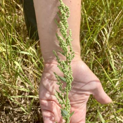 Ackermelde in der Blühwiese