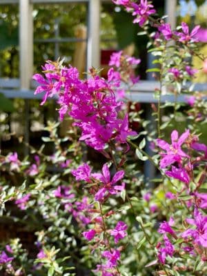 Blutweiderich im Insektenland