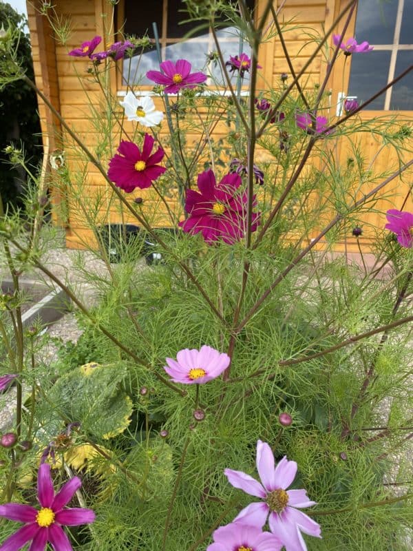 Cosmea Schmuckkörbchen Insektenland