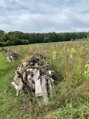 Insektenland Langenzenn