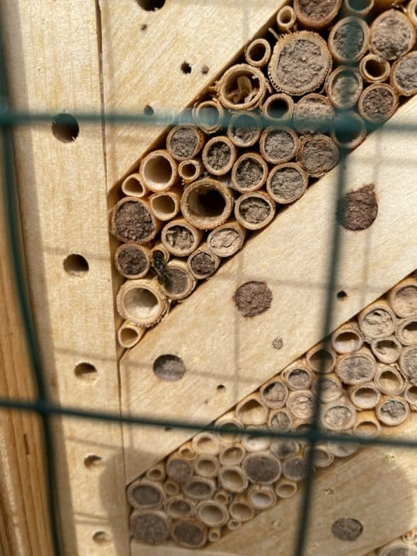 Verschlossene Nistgänge Wildbienenglück Mauerbienen