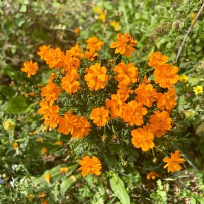Cosmea Schmuckkörbchen Insektenland