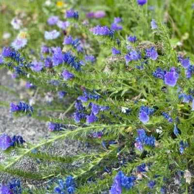 Natternkopf bei Wildbienenglück