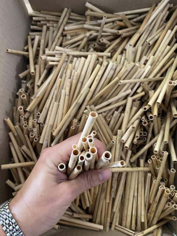 Schilf aus dem Donaudelta