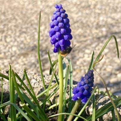 Traubenhyazinthen im Insektenland mit Mauerbiene
