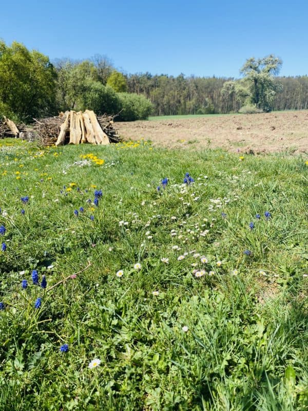 Totholzhaufen im Insektenland