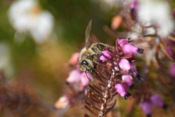Schnee-Heide Wildbienen