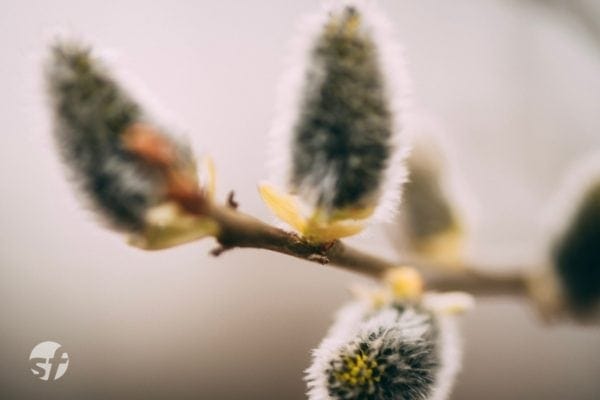 Sal-Weide eine Bienenweide