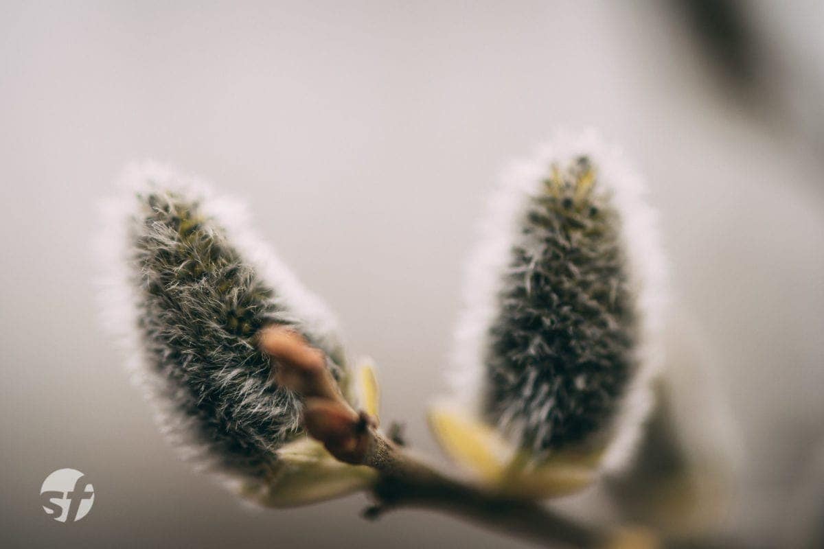 Sal-Weide eine Bienenweide