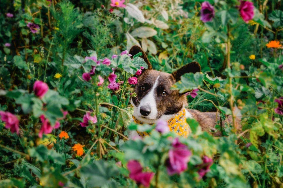 Saatgut Lucy Blumenwiese