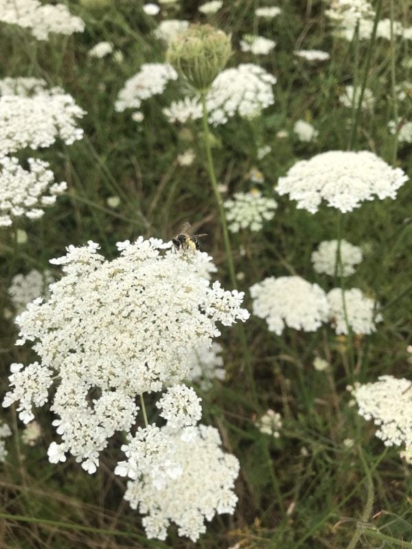 Wilde Möhre Blühkalender
