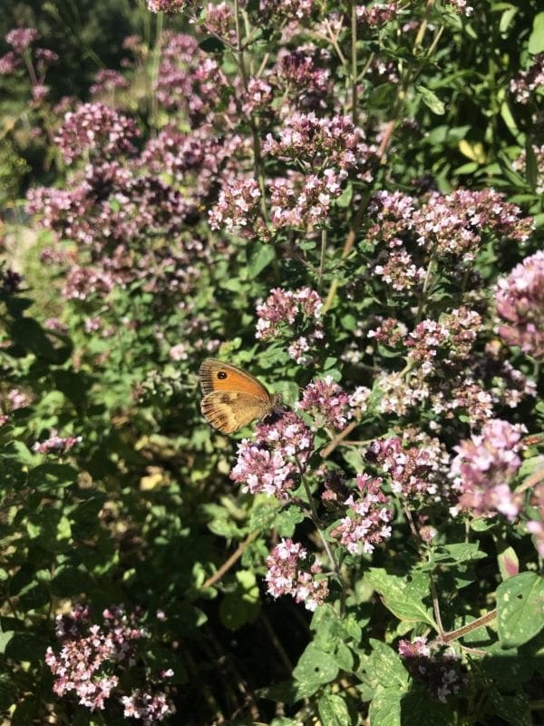Wilder Majoran mit Rotbraunem Ochsenauge Blühkalender