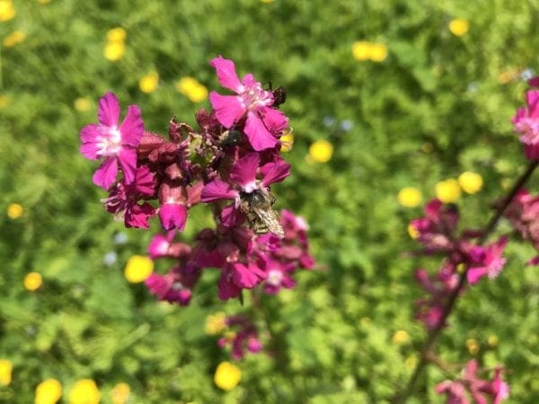 Karthäusernelke mit Mauerbiene Blühkalender