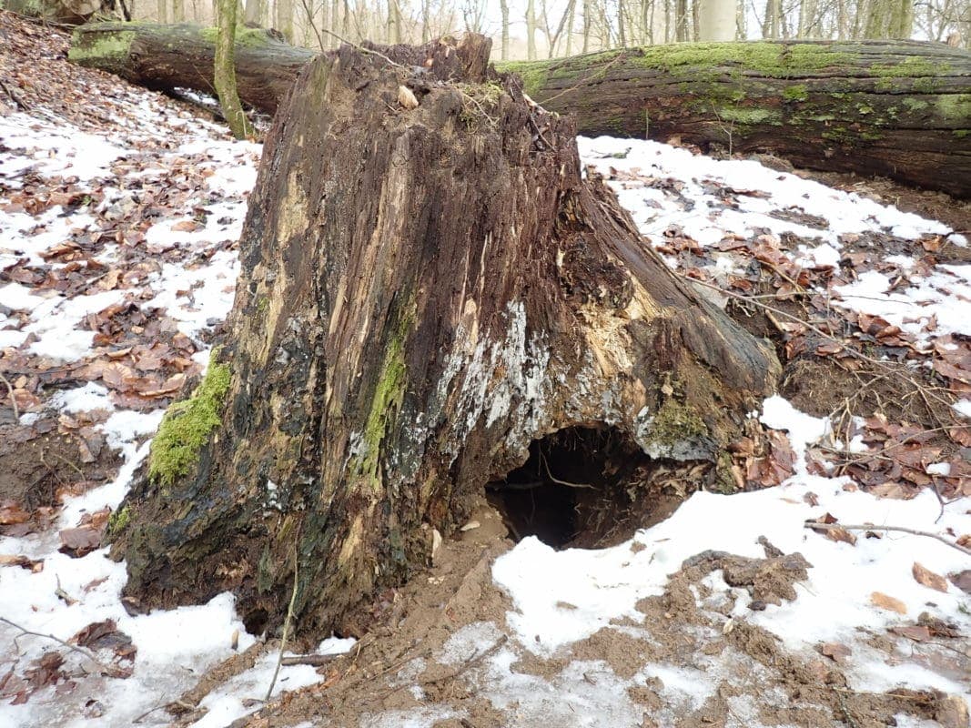 Wie Überwintern Eigentlich Wildbienen? 2 Totholz für Wildbienen