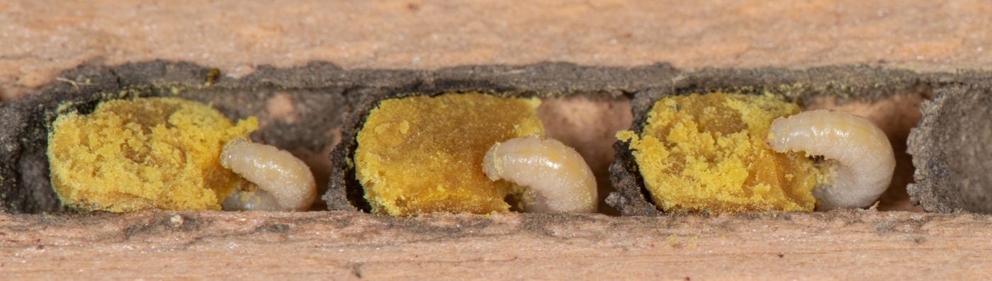 Wie Überwintern Eigentlich Wildbienen? 3 Wildbienen Larven