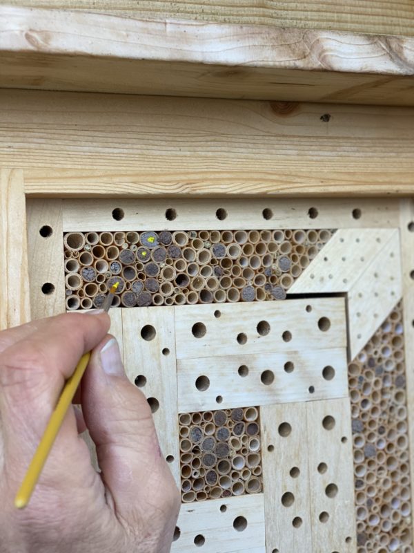 Wildbienennisthilfe mit Markierung der Nistgänge