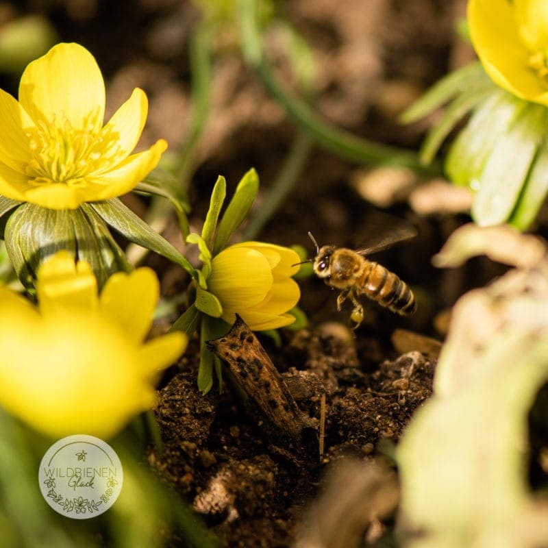 wildbienenfreundlich Winterling Eranthis hyemalis