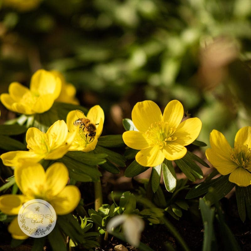 wildbienenfreundlich Winterling Eranthis hyemalis
