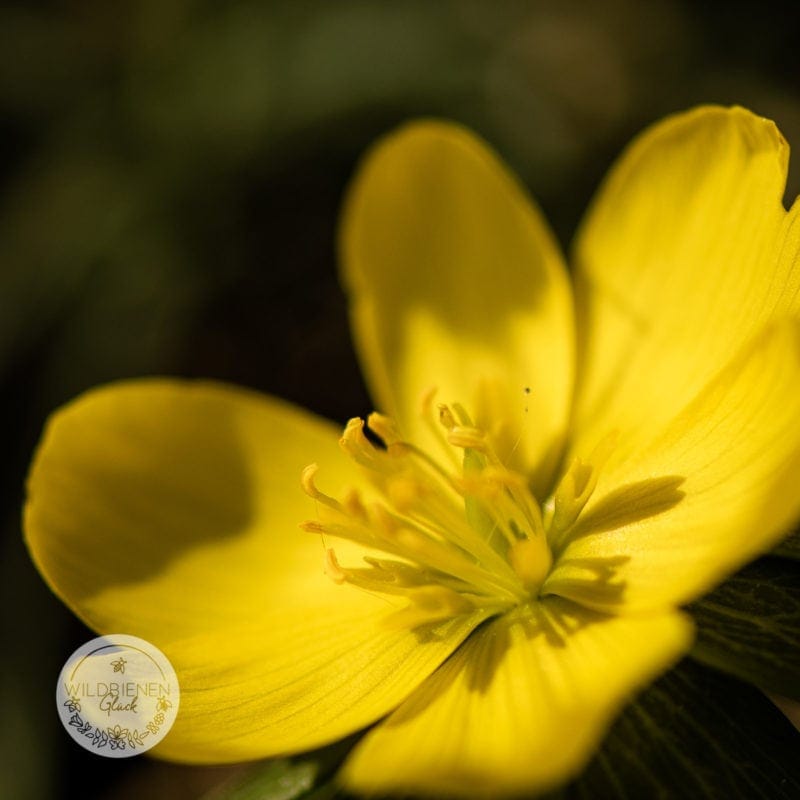 wildbienenfreundlich Winterling Eranthis hyemalis