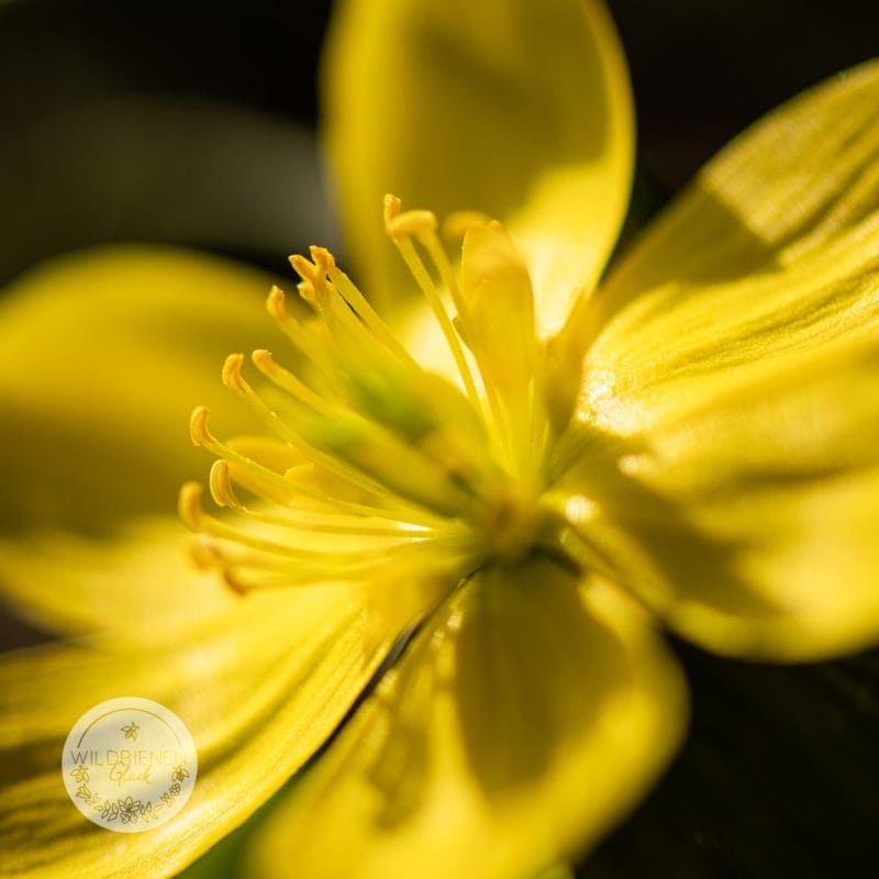 wildbienenfreundlich Winterling Eranthis hyemalis