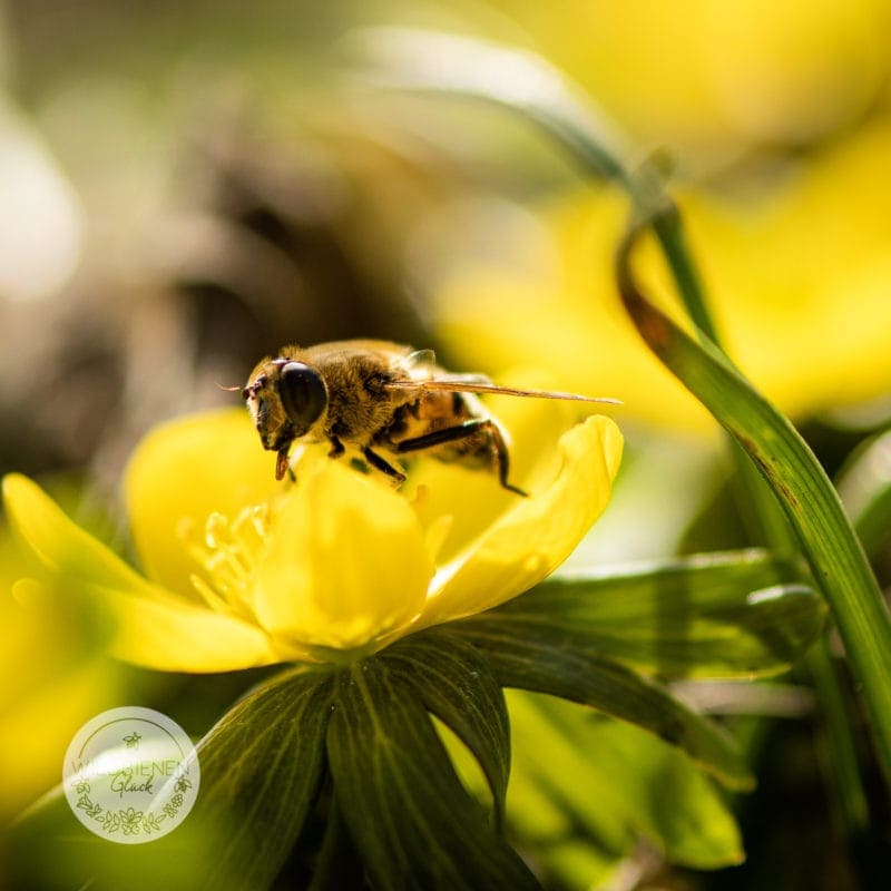 wildbienenfreundlich Winterling Eranthis hyemalis