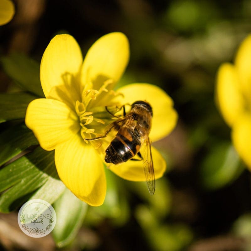 wildbienenfreundlich Winterling Eranthis hyemalis
