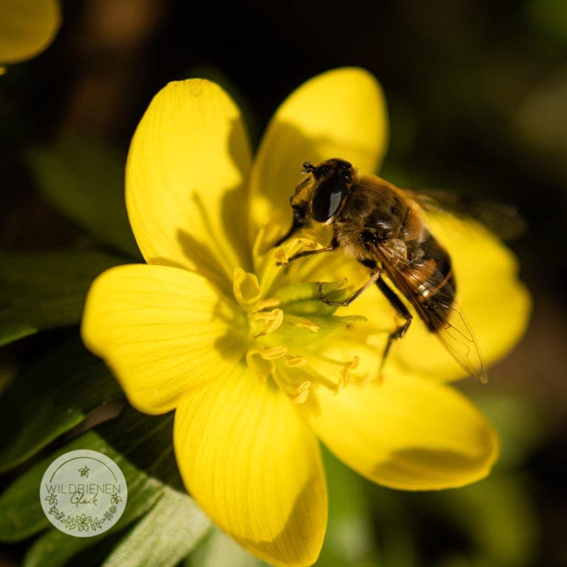 wildbienenfreundlich Winterling Eranthis hyemalis