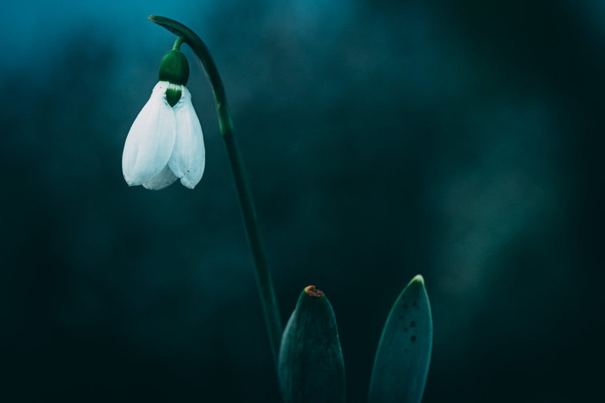 Schneeglöckchen Stefan Fejfar Wildbienenglueck