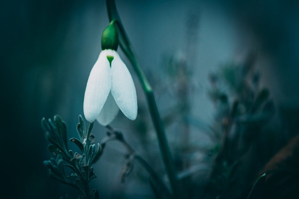 Schneeglöckchen Stefan Fejfar Wildbienenglueck