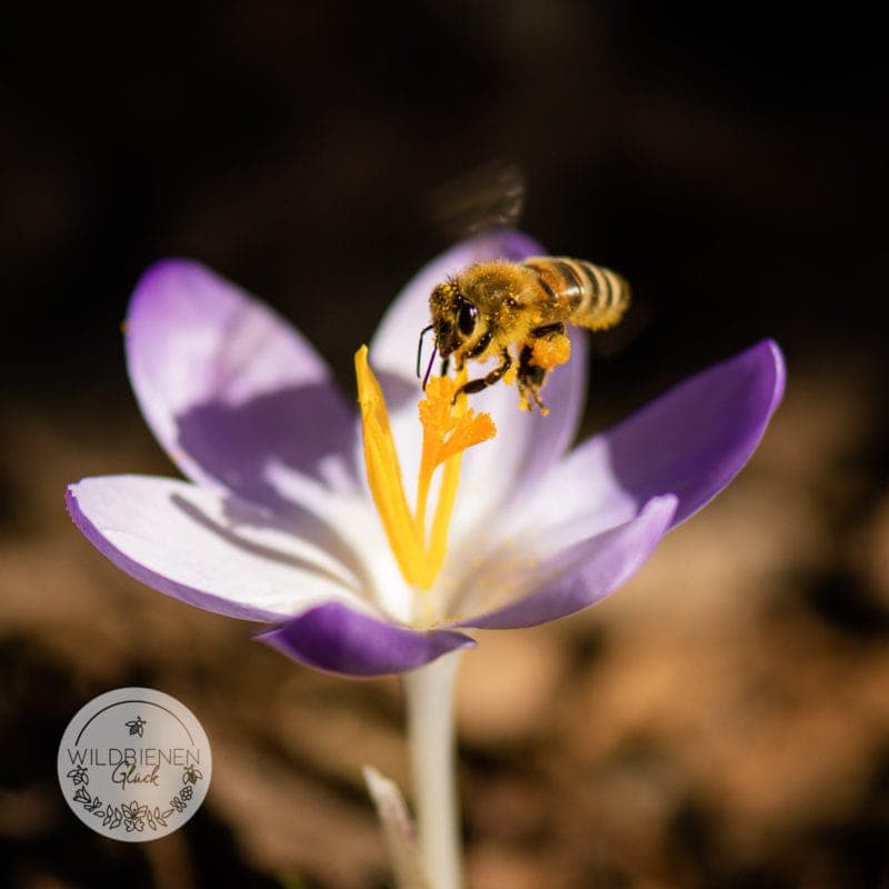 Honigbiene auf Krokus