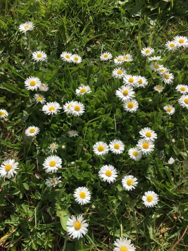 kein Unkraut Gänseblümchen