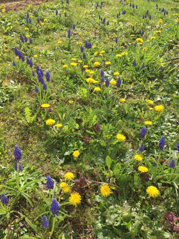 Kein Unkraut, Löwenzahn und Traubenhyazinthen