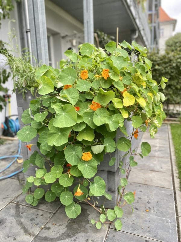 Wolfgangs Wildbienenfreundlicher Gemüsegarten In Mittelfranken! 7 IMG 2484
