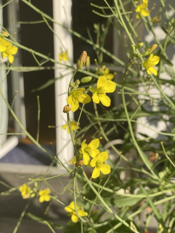 Wolfgangs Wildbienenfreundlicher Gemüsegarten In Mittelfranken! 8 IMG 3164