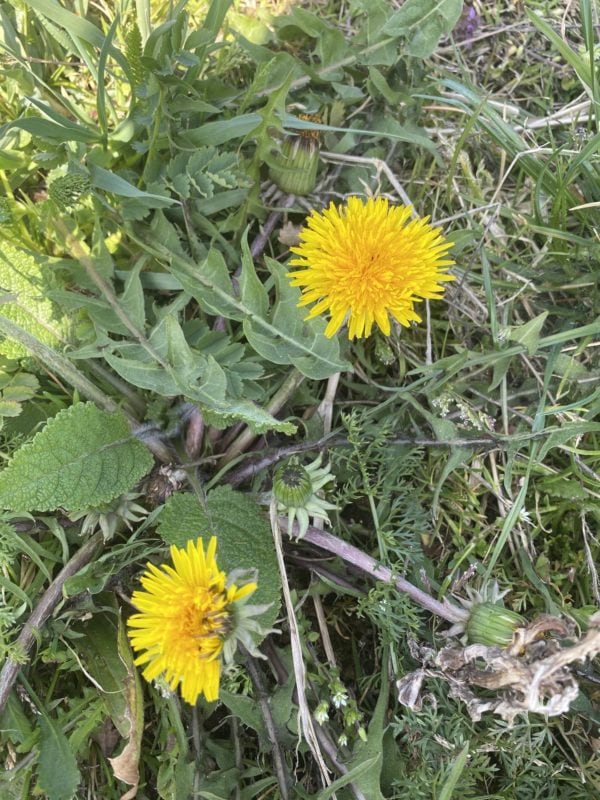 Kein Unkraut - der Löwenzahn