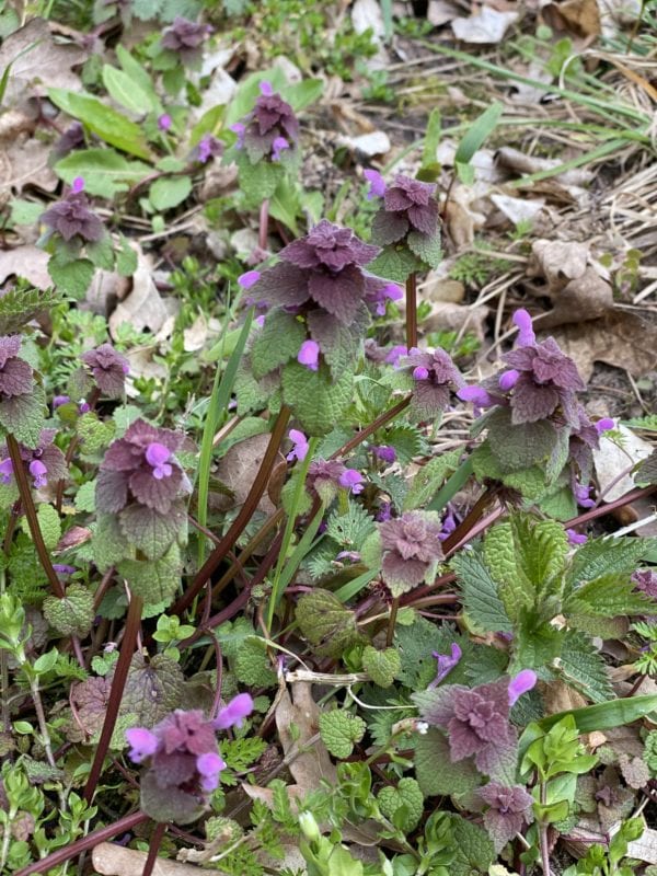 Kein Unkraut - die Taubnessel