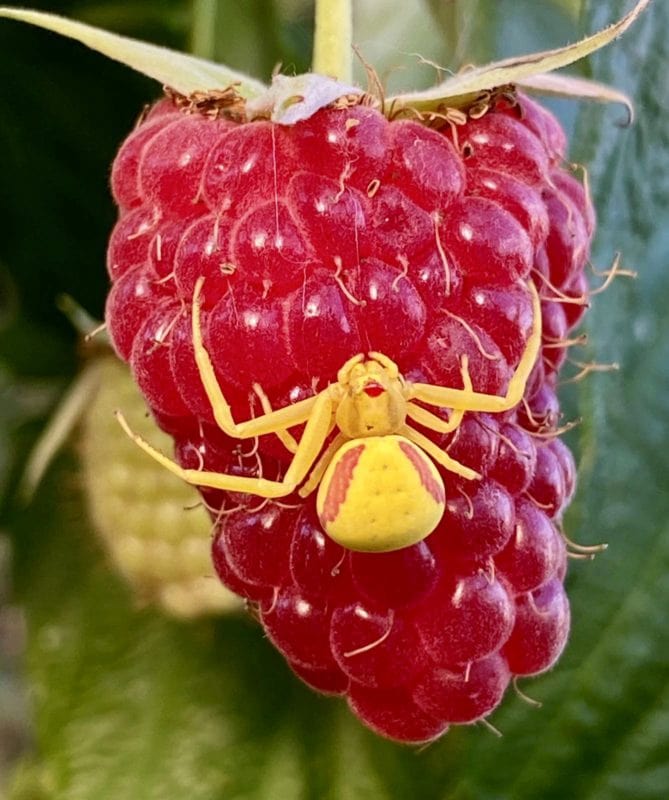 Wolfgangs Wildbienenfreundlicher Gemüsegarten In Mittelfranken! 4 fcfbf0a5 563e 4ff5 8458 a3324e78df52