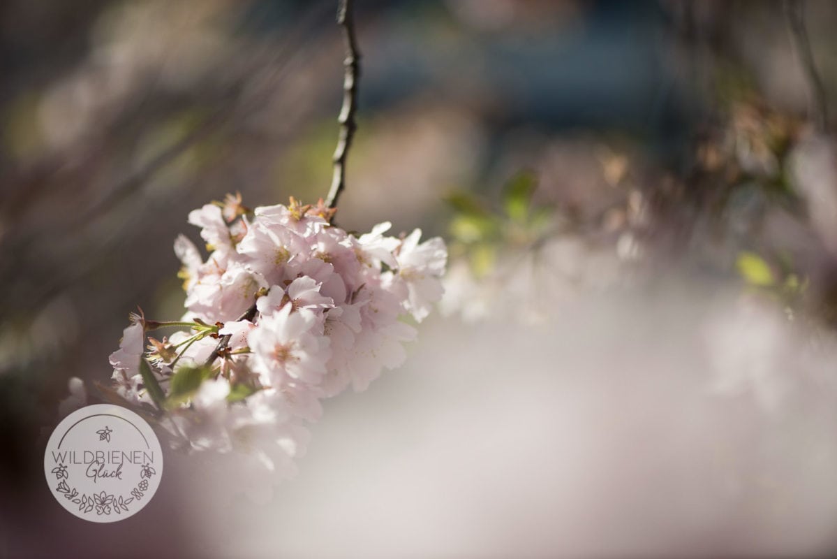 Wolfgangs Wildbienenfreundlicher Gemüsegarten In Mittelfranken! 3 Obstblüte wildbienenfreundlich