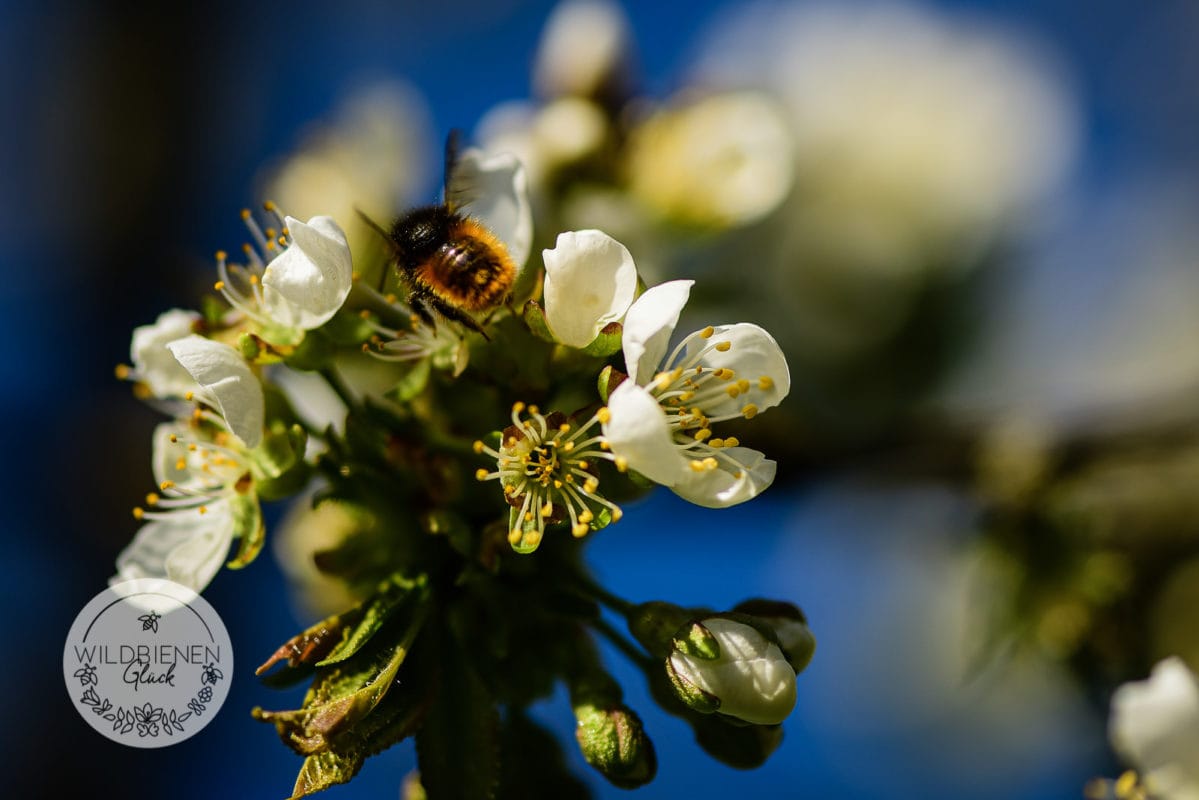 Wolfgangs Wildbienenfreundlicher Gemüsegarten In Mittelfranken! 2 Obstblüte wildbienenfreundlich gehörnte Mauerbiene