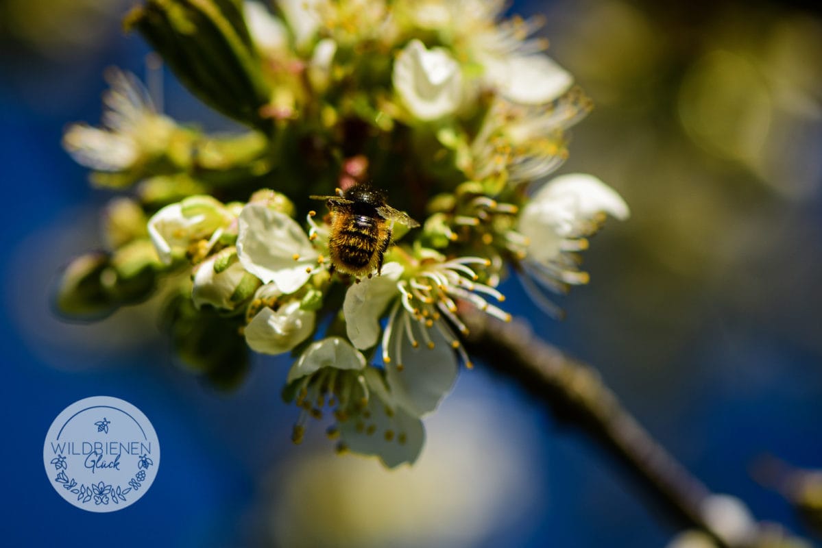 Wolfgangs Wildbienenfreundlicher Gemüsegarten In Mittelfranken! 10 Obstblüte wildbienenfreundlich gehörnte Mauerbiene