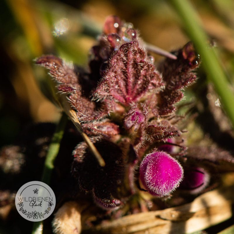 rote Taubnessel, kein Unkraut