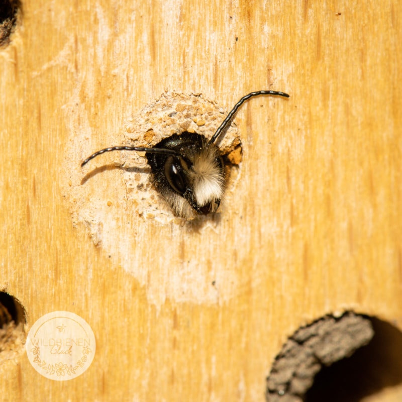 Wolfgangs Wildbienenfreundlicher Gemüsegarten In Mittelfranken! 9 gehörnte Mauerbiene in Nisthilfe, Wildbienenfreundlich
