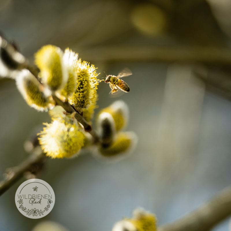 Die Wildbienen Basics - Infos Zu Uns Und Der Welt Der Wildbienen! 2 Wildbienen Basics