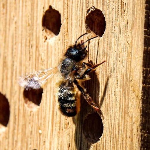 Insektenhotel für Hohlraumbewohner